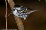 Warbler - 